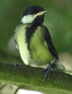 Great Tit fledgling June 2014